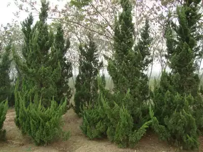 Dragon and cypress saplings Dragon and Cypress Taber pagoda pine saplings Four Seasons Evergreen Cemetery pine Cypress