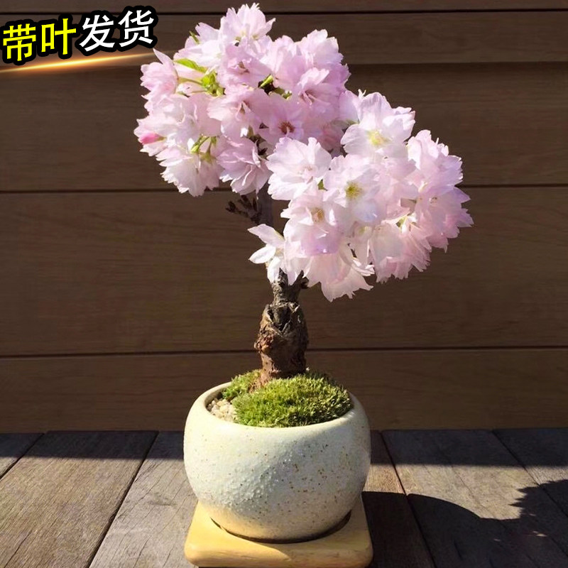 Flower pot plant indoor flower green plant to feed the courtyard balcony potted Japanese cherry blossom pot