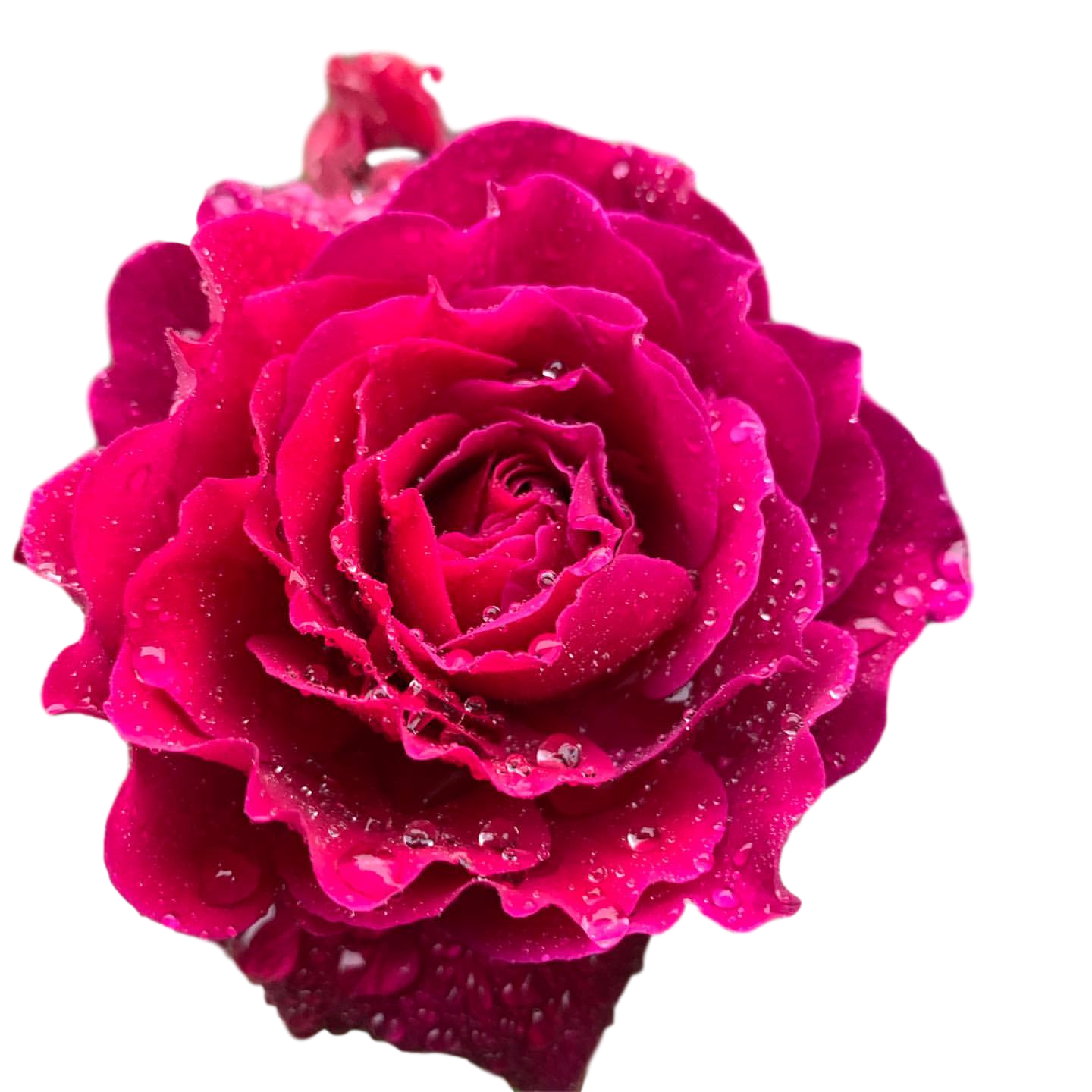 虹越月季花苗盆栽日本河本进口蓝月石加百列大天使羽毛莫奈玫瑰苗