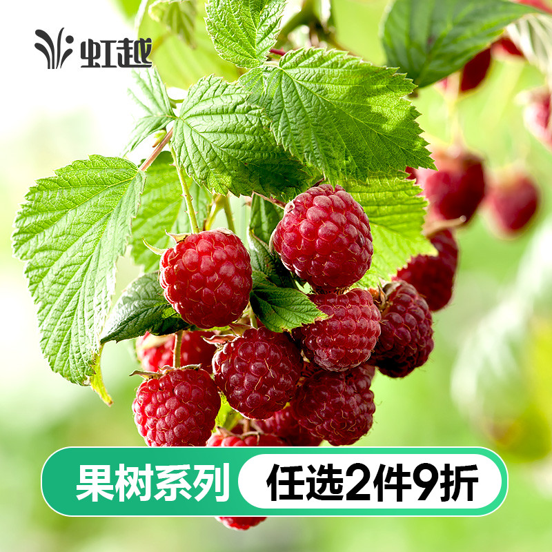 Iridescent red yellow black raspberry seedling raspberry multigland overhanging hook teberberry fruit seedling potted balcony fruit sapling patio
