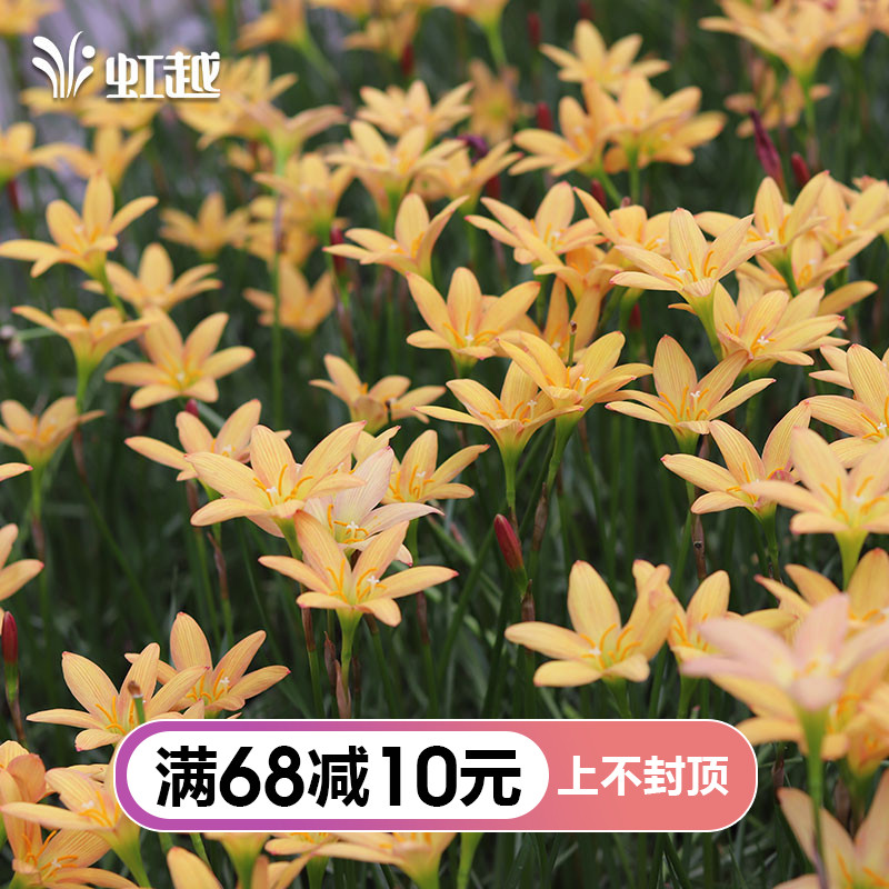 Wind and rain orchid naked ball A Hongyue tropical bulb flower viewing plant heat-resistant, easy-to-raise and explosive pot Taurus seed ball