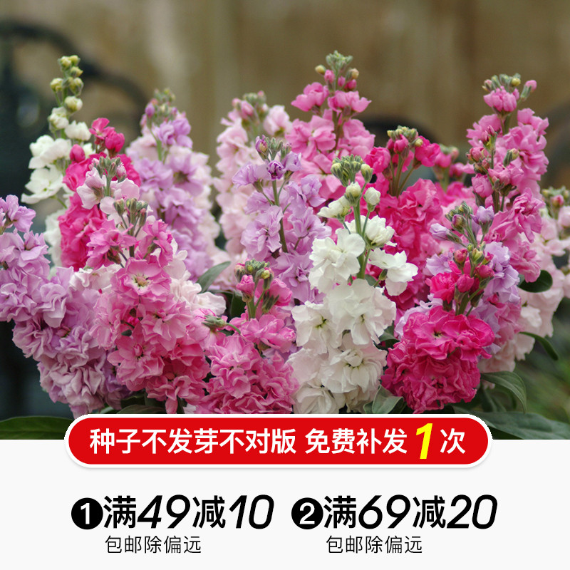 Hongyue Flower Seeds Kale Daisy Violet Primula Primula Spring and Autumn Sowing Cold Resistant Flower Species