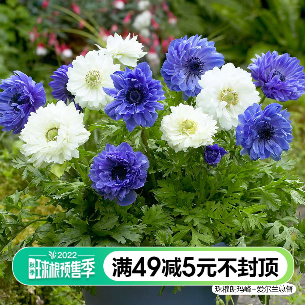 Silver lotus seed ball iridescent imported multi-year color rich in cold and cold autumn planting ball root flower seed ball pre-sell