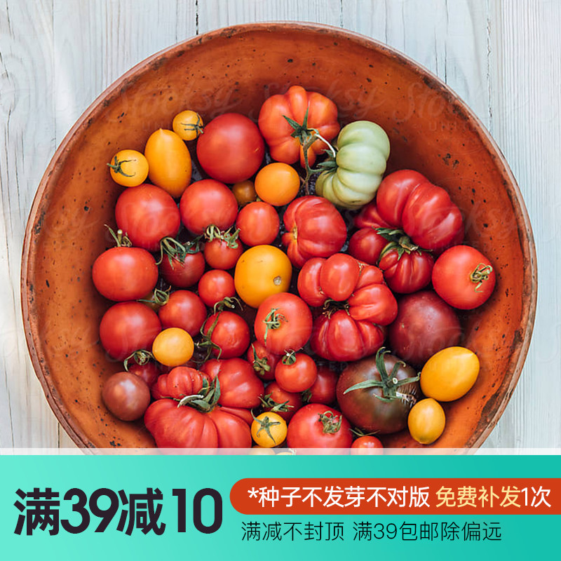 Iridescent Vegetable Seed Family Yellow Fruits Saint Female Fruit Millennial Cherry Steak Tomato Tomato Seed