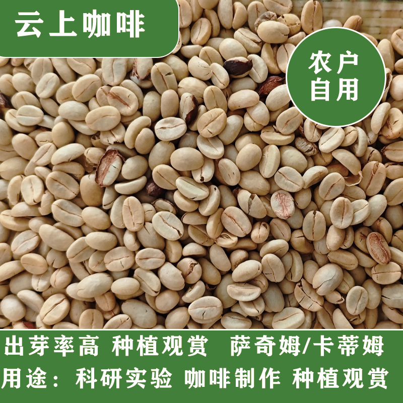 Coffee Seeds with Shells for Breeding, Unprocessed Coffee, Yunnan Pu'Er Coffee Seeds with Shells, Raw Coffee Beans