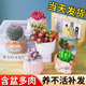 ການປະສົມປະສານຂອງພືດ succulent indoor potted jade dew peach egg with ceramic flower pot pot old pile high-end cactus indoor