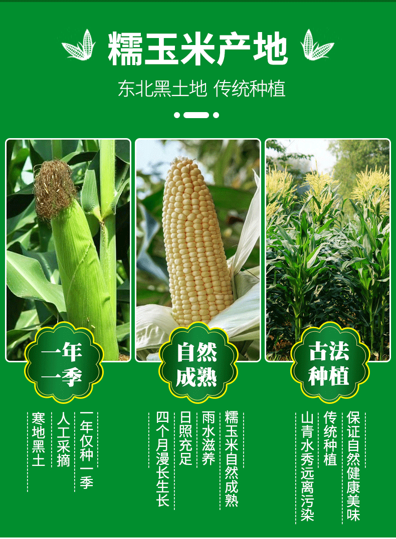 5斤东北白糯玉米新鲜摘粘甜苞米真空10棒