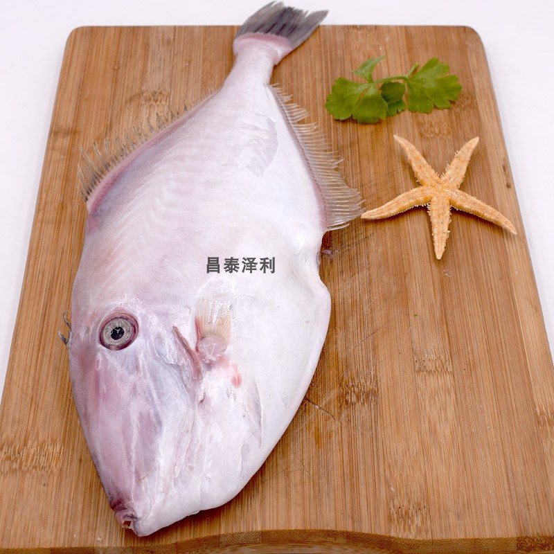 1條3斤以上 刺身大耗兒魚剝皮魚橡皮魚馬面魚扒皮牛魚扒皮魚