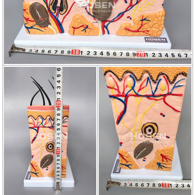 Skin Model Human hair follicle sweat gland structure enlarges 70 times hair growth three-dimensional layer beauty teaching mold