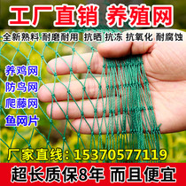 Net Sheet Fishing Nets Fish Web Film Dense Mesh Mesh Mesh Mesh Nets Nets nylon mesh Aquaculture Anti-escape nets Netting Nets