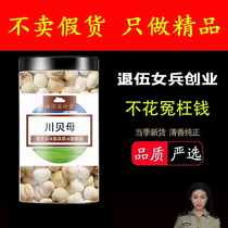 Sichuan Fritillary Wild 100g Sichuan Zhengzong Special Class Chinese herbal medicine Mibeibei Sulphur Muffin for free of powder