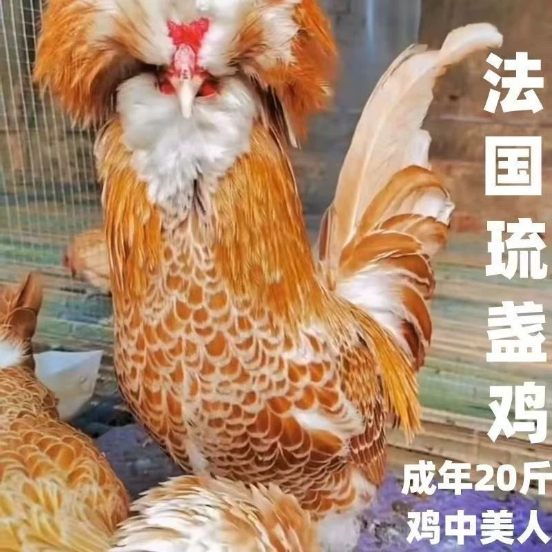黄金波兰帽子鸡：打造你的梦幻花园宠物！👑 -防蛇-淘宝百科网