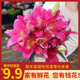 Цветок Юньнань База Прямой Оптовая Лилия Сян Солнему Свежие срезанные цветы Домашние акковосщение и цветочный букет экспресс доставка в том же городе