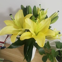 15 Желтый Тянба + Свежий консервант