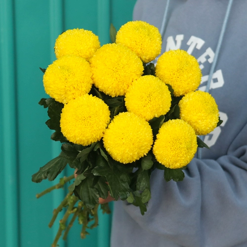 Цветок маленький Daisi Pacific Plutter Mei Yunnan Base Straight Fresh Poy Pinglang Ping Chrysanthemum Flower Isert Flower Beast Express