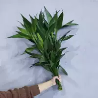 10 богатый бамбук