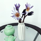 Вода Лилия Цветок Юньнан Прямой Оптовая лилия Букет Скорость Упаковка лунный цветок Цветок Бесплатная доставка бесплатная доставка в дом Тонгчэнг