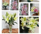 9,9 Бесплатная доставка духи лилия цветы Yunnan Base Direct Оптовая подсолнечная пачка Домохозяйство водных цветов.