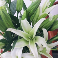 15 белых лилий+агент сохранения присутствия