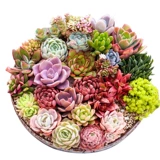 鼎晟 Парниковая база прямая увлажняющая горшка с горшками, посаженным зеленым цветочным горшками, горшка, ясные специальные специальные предложения