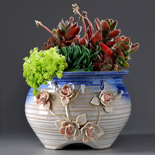 Экстра -мясное мясо старая куча специальная цветочная горшка крупно -калибр крупно -диаметра сочные растительные утеса.