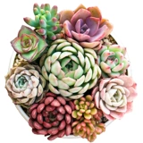 鼎晟 Парниковая база прямая увлажняющая горшка с горшками, посаженным зеленым цветочным горшками, горшка, ясные специальные специальные предложения