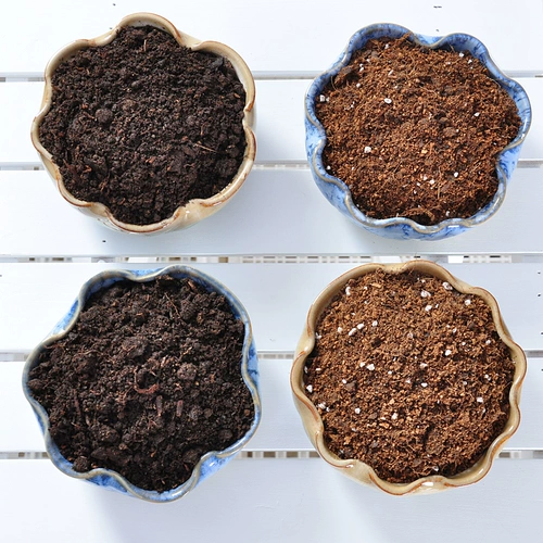 흙 잎이 에 심은 심은 영양 방법들 에 사라지고 흙 알갱이는 늘 진흙이 다육이 숯.