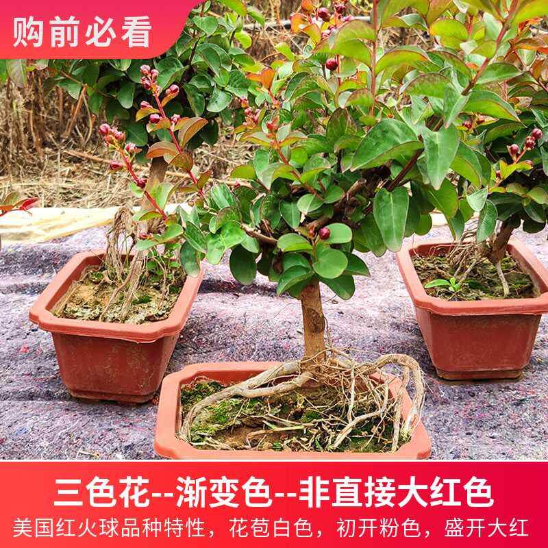 百日紅花四季紫薇花盆景紅火球老樁樹苗四季熟樁盆栽帶花園藝綠植