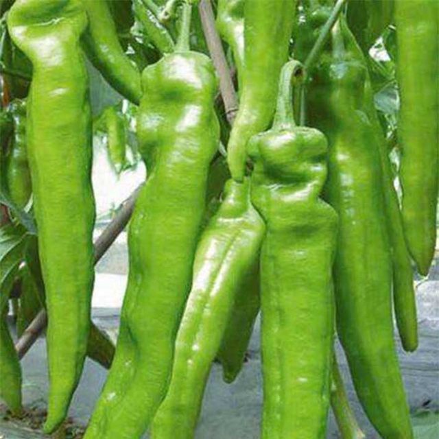 Big horn pepper horn pepper seeds green pepper planting green and red pepper seeds balcony vegetable seeds in spring and autumn in the field
