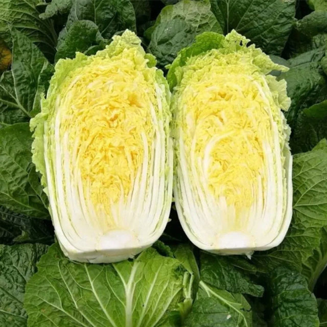 Baby vegetable seeds pocket yellow heart Chinese cabbage seeds four seasons high yield early maturity spring and autumn vegetable garden vegetable seeds