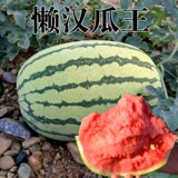 Ленивый ханва король арбуза гигантские семян без семян, сладкий король, сладкий король, сладкий семена весна, четыре сезона фрукты и овощи