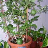 Яблочные семена арбуза, мини-суперсладкие красные семена арбуза, балкон, горшок, фермерский дом, двор, подарок, маленькие семена арбуза