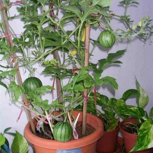 Яблочные семена арбуза, мини-суперсладкие красные семена арбуза, балкон, горшок, фермерский дом, двор, подарок, маленькие семена арбуза