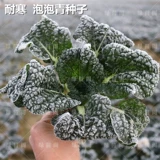 Семена пузырьков холодный реверс зимний холодный звезда Черный сердце Черный овощной черный овощные семена Черные овощи из зимних овощей 孑