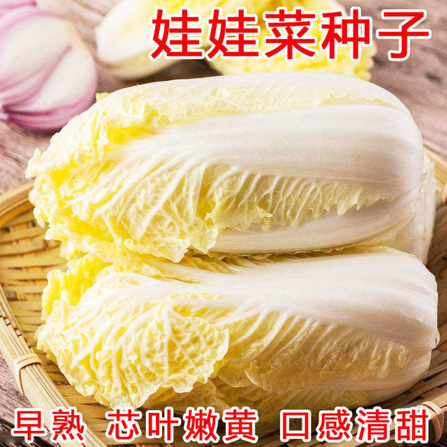 Baby vegetable seeds pocket yellow heart Chinese cabbage seeds four seasons high yield early maturity spring and autumn vegetable garden vegetable seeds