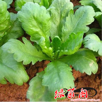 Large-leaf chrysanthemum seeds Emperors vegetable shabu-shabu pot leaves hypertrophic and high-yielding spring four seasons sowing vegetable seeds larvae