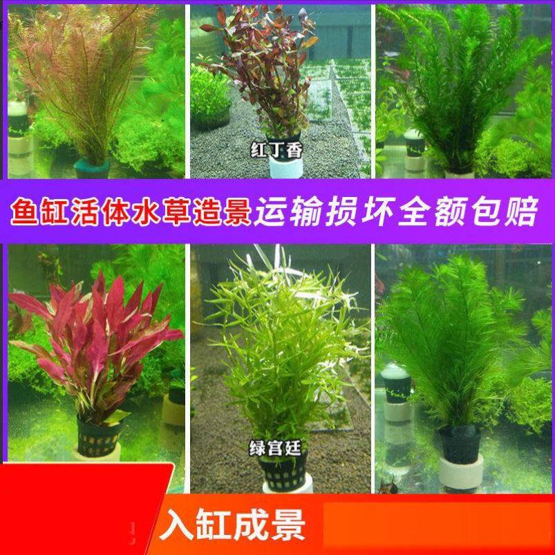 Grass tank live back view water grass fish tank lazy package landscaping real plant green chrysanthemum green court centipede grass small water banyan