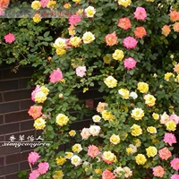 Виноградная радуга