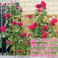 Красный Дракон [50-70см] Средняя рассада/плетистая лоза