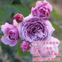 Лавандовый венок [50-70см] средний саженец/лиана