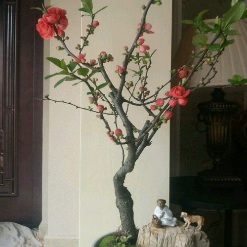 Балкон -цветочная комната, саженцы для цветов с балконом бегония