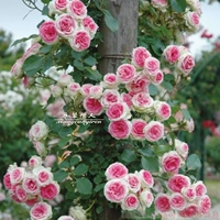 Teng Xiaoyi Mi Longsha One Yuan бесплатная доставка (ограничена одной покупкой)