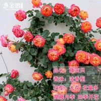 Vine Baby [50-70см] Средняя рассада/плетистая лоза