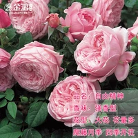 Free Spirit [50-70см] Средний саженец/лиана