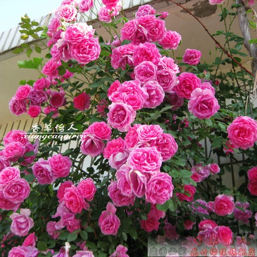 OU Moon Miao Balcony Cours