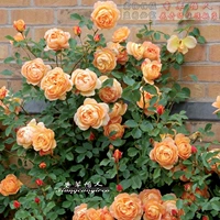 Девушка Шарлотты