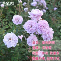 Лан Инь Юй [50-70 см] Средний саженец/ползуна