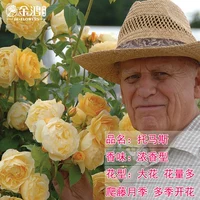 Томас [50-70см] средний саженец/лиана