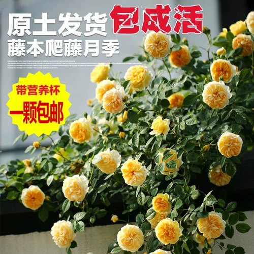 OU Moon Miao Balcony Cours