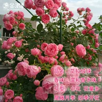 Элла Пом Пом [50-70 см] Средняя рассада/плетистая лоза